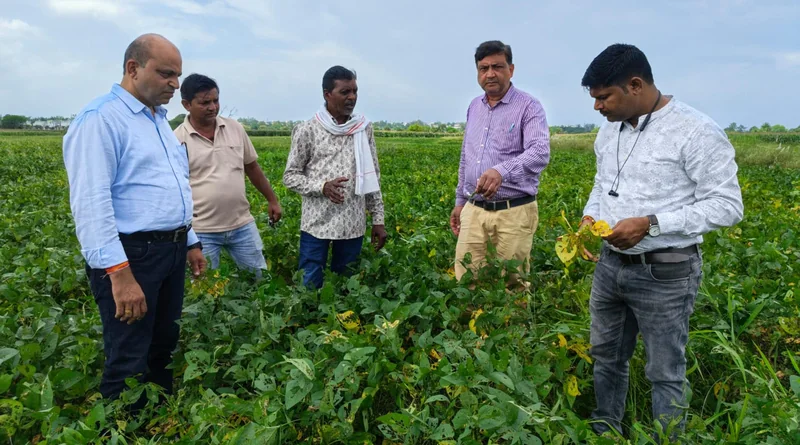 सोयाबीन फसल में रोग एवं कीटों की नियमित निगरानी करें किसान, वैज्ञानिक सलाह के अनुसार करें नियंत्रण
