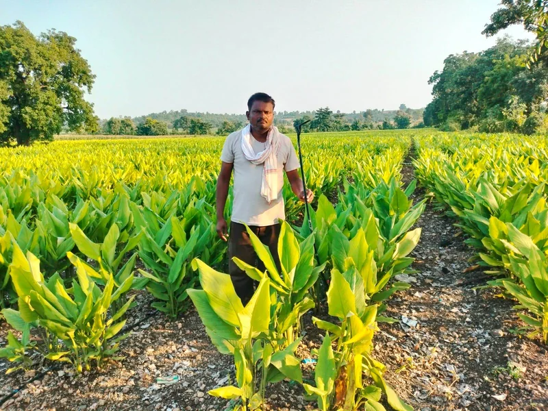 बूंद-बूंद पानी से खेतों में आई समृद्धि, ड्रिप सिंचाई ने बढ़ाई किसान की आय