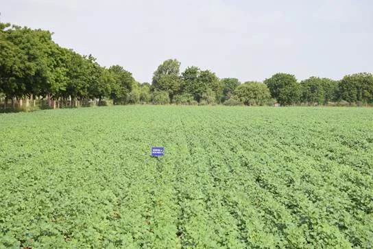 काजरी (CAZRI) द्वारा विकसित मोठ की किस्मों ने एल नीनो वर्ष में अद्भुत प्रतिकूलता-सहनशीलता दिखाई है